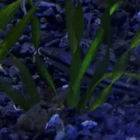 کت سیامی|ماهی|مشهد, نیروی هوایی|دیوار