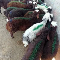 بره نر سبک افشاری سرخ|حیوانات مزرعه|مشهد, طرق|دیوار