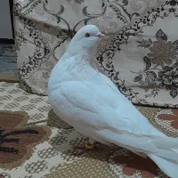 تهرانی چش نوک سفید|پرنده|شهرکرد, |دیوار