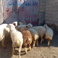 ۹ راس کاور کهنه ۴ نر و ۵ماده (قوچ میش بره)