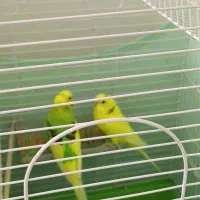 مرغ عشق|پرنده|گرمدره, |دیوار