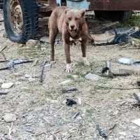 سگ قهدر جونی لاس