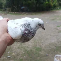 کبوتر گمشده