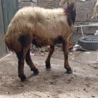 بره قوچ بروجردی لخت