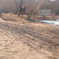 اسب|اسب و تجهیزات اسبسواری|درگزین, |دیوار