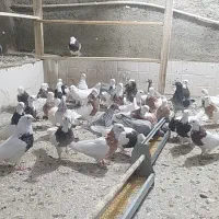 فروشنده|پرنده|همدان, |دیوار