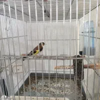 سهره دهن لر جاوید دار