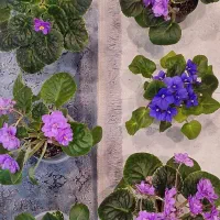 بنفشه آفریقایی