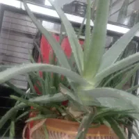 آلورا|گل و گیاه طبیعی|سنندج, |دیوار