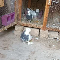 کبوتر طوقی سرور