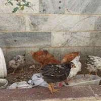 جوجه مرغ و بلدرچین تخم گزار|حیوانات مزرعه|بیرجند, |دیوار