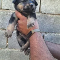 واگذاری سگ پاکوتاه|سگ|گنبد کاووس, |دیوار