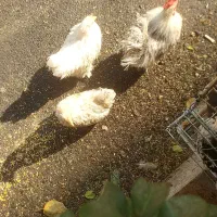 خروس با چند تا مرغ جاپنیز|حیوانات مزرعه|تهران, بهداشت|دیوار