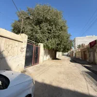 درخت خیلی خیلی بزرگ