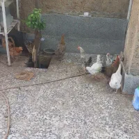 مر غ محلی|حیوانات مزرعه|شیراز, پودنک|دیوار