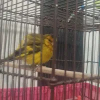 سهره قناری، سهره نر|پرنده|شهریار, شهریار|دیوار