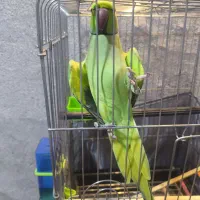 طوطی ملنگو سخنگو رام قیمت توافقی