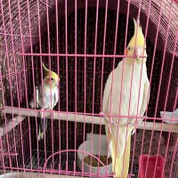 عروس هلندی مولد با قفس|پرنده|شاهینشهر, عطار|دیوار