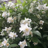 فروش انواع گل و نهال|گل و گیاه طبیعی|آستارا, |دیوار