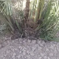 سلام پاجوش شادگان|گل و گیاه طبیعی|شادگان, |دیوار