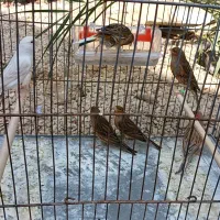 قناری نر ماده|پرنده|آبپخش, |دیوار