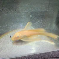 پوزه بوته ای مولد