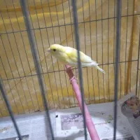 قناری طلای مست مست|پرنده|قدس, شهرقدس|دیوار