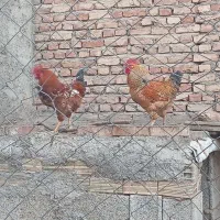 دوتا خروس چاقوچله طبیعی