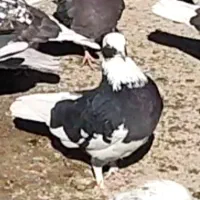 کبوتر های رفتنی آذرشهر|پرنده|آذرشهر, |دیوار