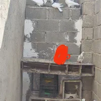 چندتایی کبوتر طوقی|پرنده|جم, |دیوار