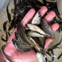 بچهماهیکپور اصلاح شده|ماهی|قم, ارم|دیوار