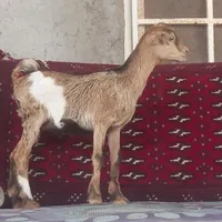 کهرماده دوقلوزا شیرخوار بازیگوش ۲عددبز صلاله محلی|حیوانات مزرعه|بندرعباس, |دیوار