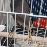 مرغ مینا سخنگو