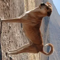 توله. ۱۵ ماهه.