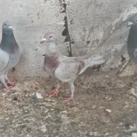 فروش کبوت خانگی