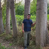 فروش صـنوبــر چــنـار نیُـگرا ترکیه