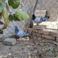 کفتر|پرنده|فریمان, |دیوار