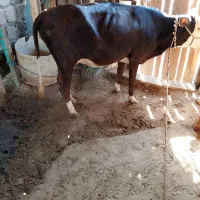 گاو پراف