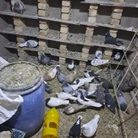 کبوتربه شرط پرش|پرنده|قزوین, |دیوار