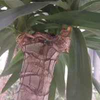 یوکا تزیینی|گل و گیاه طبیعی|رشت, استادسرا|دیوار