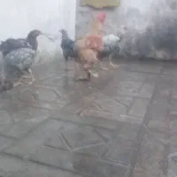 مرغ خروس سه منظوره|حیوانات مزرعه|سلمانشهر, |دیوار