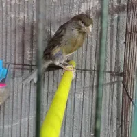 فروش قناری|پرنده|عجب شیر, |دیوار