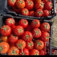 بار میوه تربار