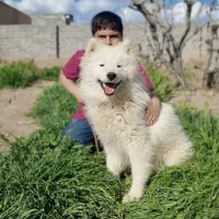 توله سامویید|سگ|کرمان, |دیوار