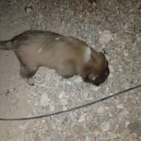 2تا کوچلوخوشگل باهوش