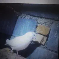 کبوتر|پرنده|لالجین, |دیوار