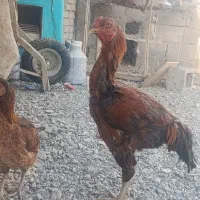 فروشی|حیوانات مزرعه|فنوج, |دیوار