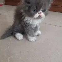 پرشین نرو ماده ۲ماهه|گربه|کهریزک, |دیوار