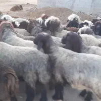 کود حیوانی