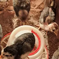 جوجه گلین لری برای فروش